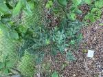 Foto img_3038_1785582083.jpeg