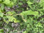Foto img_3084_1784881100.jpeg