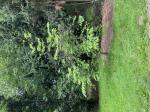 Foto img_3172_1784811929.jpeg