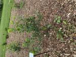 Foto img_3192_1787217910.jpeg