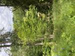 Foto img_3380_1782918873.jpeg