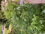 Foto img_3441_1787123696.jpeg