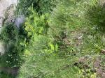 Foto img_3496_1787213731.jpeg