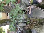 Foto img_3533_1782916540.jpeg