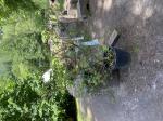 Foto img_3536_1785144350.jpeg