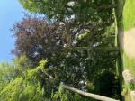 Foto img_3602_1785145192.jpeg
