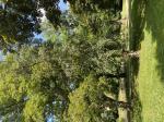 Foto img_3606_2_1787315839.jpeg