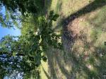Foto img_3701_1784881828.jpeg