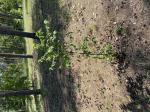 Foto img_3725_1784878336.jpeg