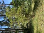 Foto img_3740_1784811145.jpeg