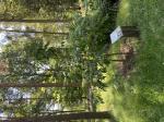 Foto img_3767_1785146738.jpeg