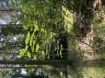 Foto img_3833_1784741567.jpeg