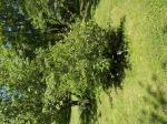 Foto img_3895_1784812058.jpeg