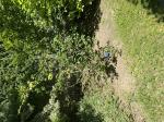 Foto img_3936_1785583903.jpeg