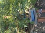 Foto img_3961_1784801606.jpeg