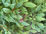 Foto img_4001_1787230903.jpeg