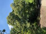Foto img_4011_1784805133.jpeg
