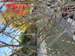 Foto img_7890_00_1744118378.jpeg