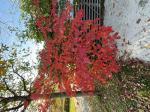 Foto img_7896_1744118514.jpeg