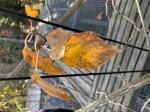 Foto img_7921_1744118945.jpeg