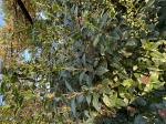 Foto img_7936_1744119179.jpeg