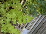 Foto img_7983_1744120021.jpeg