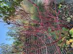 Foto img_8010_1744120544.jpeg