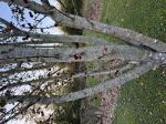 Foto img_8085_1744121459.jpeg