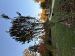 Foto img_8087_1744121477.jpeg