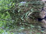 Foto img_8339_1746909963.jpeg