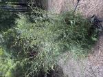 Foto img_8362_1746999923.jpeg