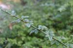 Foto jasminum_nudiflorum_d_1783074659.jpg