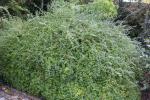 Foto jasminum_nudiflorum_h_1783074678.jpg