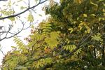 Foto juglans_ailantifolia_d_1783074853.jpg
