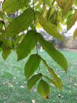 Foto juglans_cinerea_d_1783074980.jpg