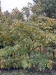Foto juglans_cinerea_h_1783075008.jpg