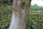 Foto juglans_regia_d2_1783075257.jpg