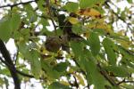 Foto juglans_regia_d3_1783075284.jpg