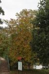 Foto juglans_regia_h_1783075304.jpg