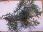 Foto juniperus_chinensis_(1)_1440798009.jpg