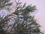 Foto juniperus_chinensis_(3)_1440798033.jpg