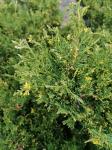 Foto juniperus_chinensis__variegata__-_detail(arboretum_vsenory)_1684159398.jpg