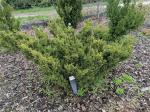Foto juniperus_chinensis__variegata__-_habitus_(arboretum_vsenory)_1684159407.jpg