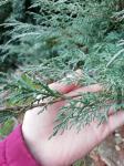 Foto juniperus_chinensis_blue_alps_(3)_jalovec_cinsky_1590940047.jpg
