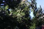 Foto juniperus_chinensis_d3_1783077131.jpg