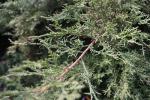 Foto juniperus_chinensis_iv_d_1783077179.jpg
