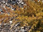 Foto juniperus_chinensis_pfitzeriana_aurea_-_detail_vetvicky_1433356610.jpg
