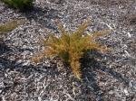 Foto juniperus_chinensis_pfitzeriana_aurea_-_habitus_1433356580.jpg