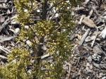 Foto juniperus_chinensis_plumosa_-_detail_jehlic_1433356665.jpg