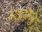 Foto juniperus_chinensis_plumosa_-_detaill_1433356852.jpg